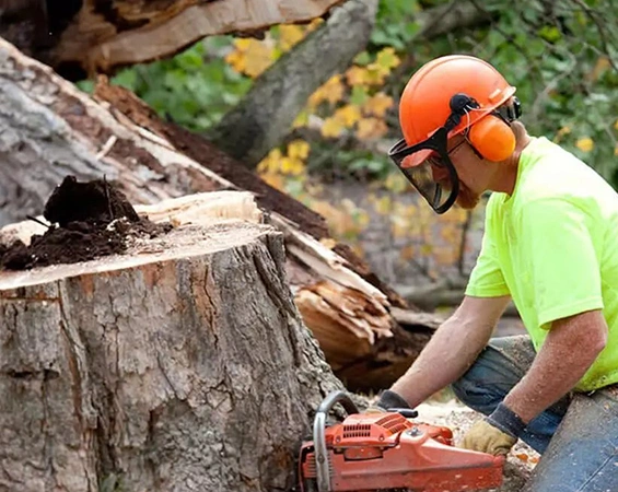 Commercial Stump Grinding