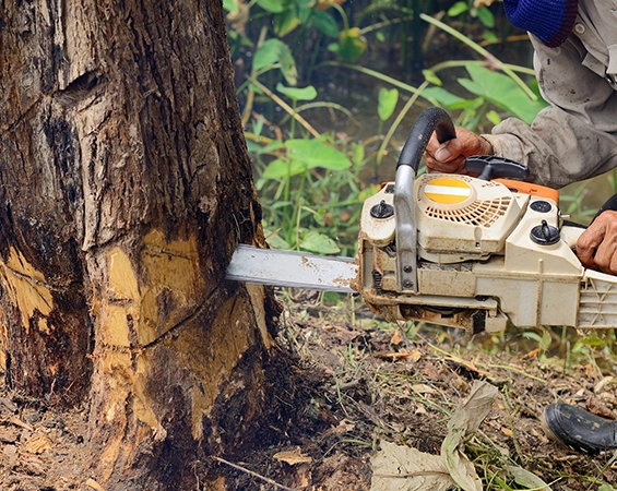 Emergency tree removal service - Fast and reliable response for hazardous tree situations.