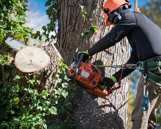 Large tree removal services - Safe and efficient removal of large trees by expert professionals.