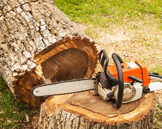 Removal of hazardous trees - Expert and safe tree removal to prevent damage and ensure safety.