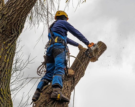 Residential tree removal - Safe and professional tree removal services for your home.