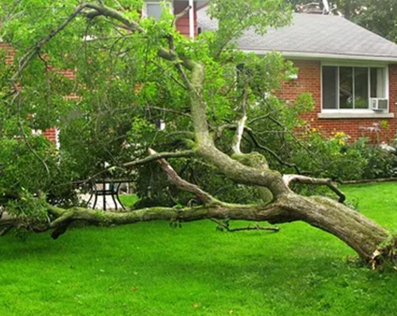 Storm-damaged tree removal - Safe and efficient removal of trees damaged by storms.