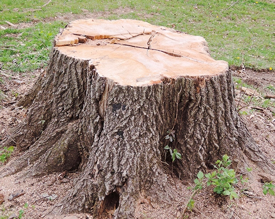 Tree Stump Grinding